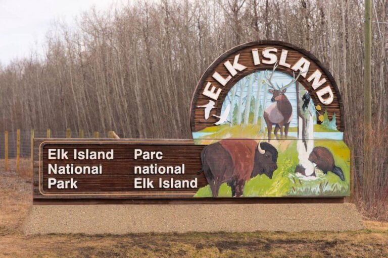 Elk Island National Park with bison herds and diverse bird species