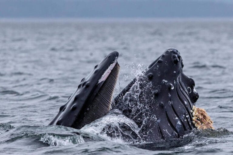 A group of tourists whale watching in Vancouver with a humpback whale breaching in the background.