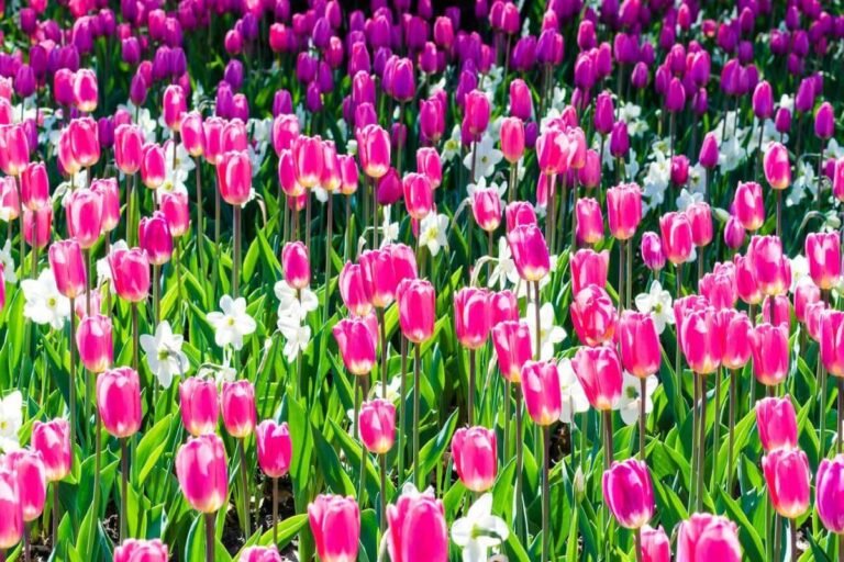 Discover the Ottawa Tulip Festival. Explore stunning floral displays, cultural events, and historical significance in this blooming marvel.